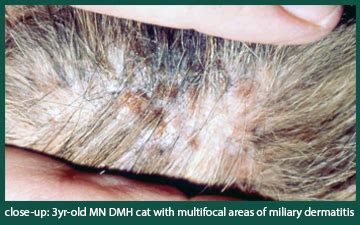 35 HQ Photos Miliary Dermatitis Cat Fleas / What Is Feline Miliary Dermatitis Vet Explains Pets ...