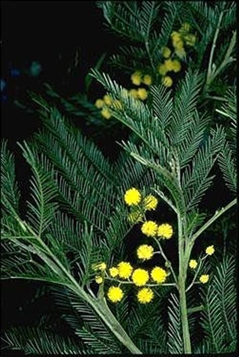 Acacia fimbriata buy online | Brisbane wattle | Shrub | Tubestock