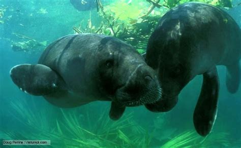 Amazonian manatee - Alchetron, The Free Social Encyclopedia