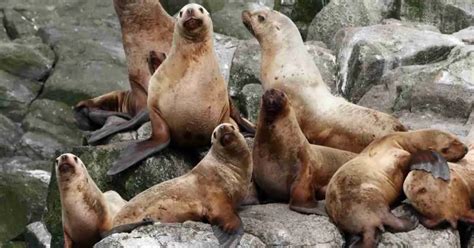 Sea Lion Behavior - AnimalBehaviorCorner