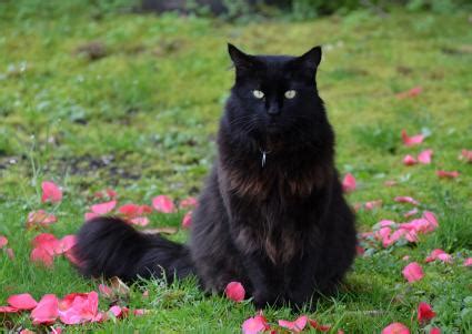 37 Top Photos Black Long Haired Cat Breeds : How To Determine Your Cat S Breed Identify Mixed ...