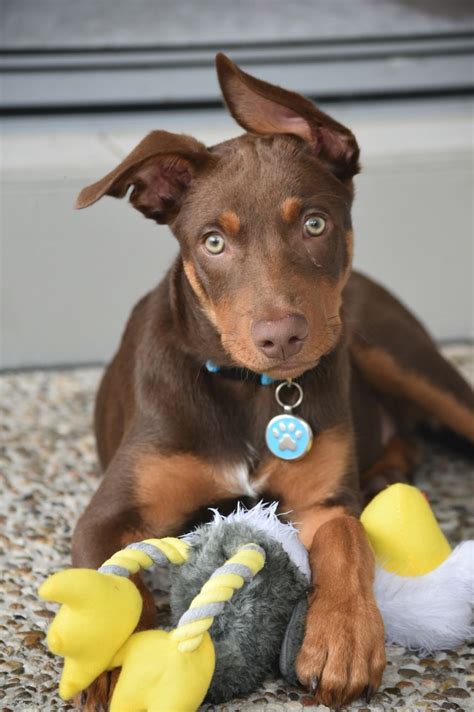 Kelpie pup | Australian kelpie dog, Puppies, Koolie dog