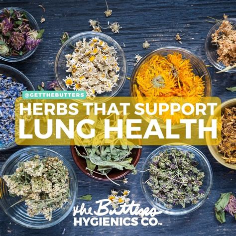 HERBS THAT SUPPORT LUNG, RESPIRATORY HEALTH – The Butters Hygienics Co.