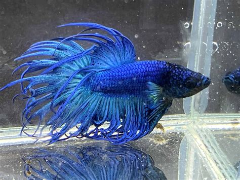 Overfed Betta Fish: Tell-Tale Signs and Safe Solutions