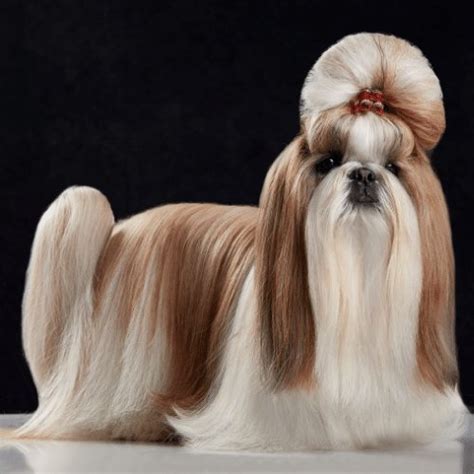 The Top 8 Shih Tzu Haircuts and Styles - SpiritDog Training