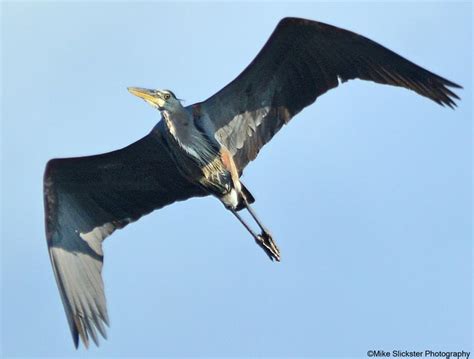 Blue Heron, flying overhead past Andalusia.