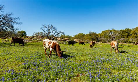 Texas Native Trees: Most Common Trees In Texas USA