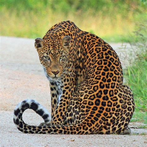 Funny Wildlife • Londolozi @londolozi Spotted Beauty by...