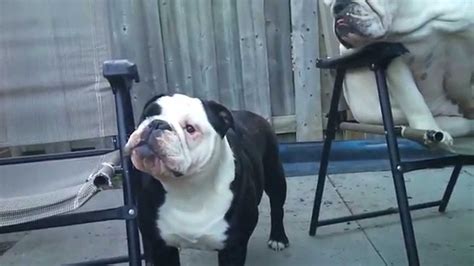 Bulldog barking at ...... - YouTube