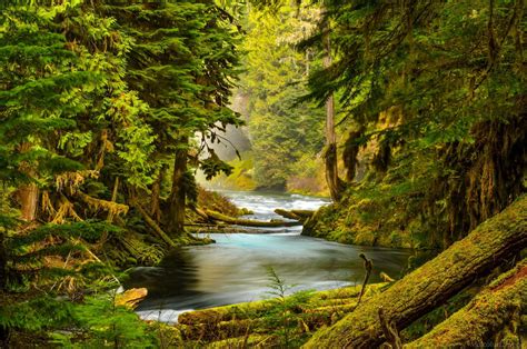 mckenzie, River, Oregon, Forest, River, Nature, Trees, Stones, Moss Wallpapers HD / Desktop and ...