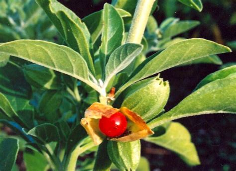 How to Grow Ashwagandha | Cultivation and Growing Ashwagandha