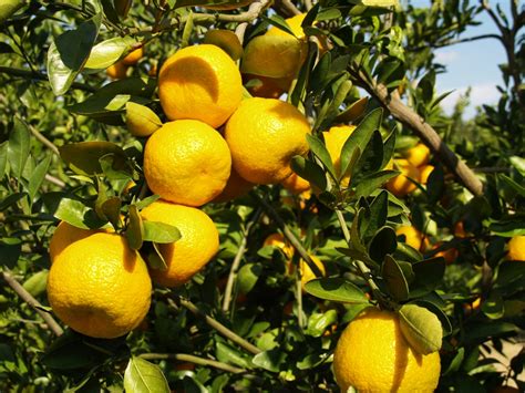 Citrus greening remains a problem in backyard citrus trees - UF/IFAS Extension Manatee County