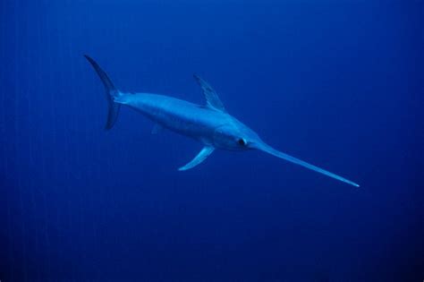 Swordfish | Ocean Life Wiki | Fandom