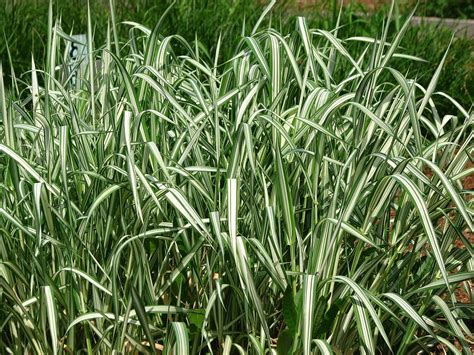 Phalaris arundinacea Cultivars – PlantRight