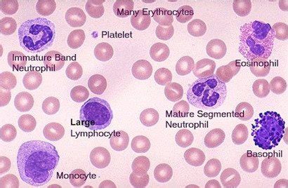 Blood Smear Histology Labeled | Hot Sex Picture