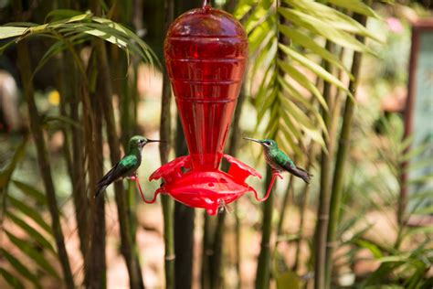 Photographing Hummingbirds in the La Paz Waterfall Gardens, Costa Rica | Bradley : Photography