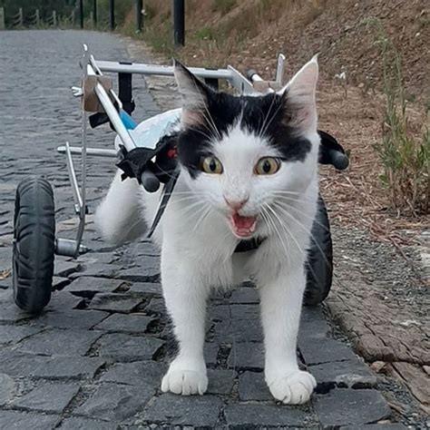 Meet The Beautiful Paralyzed Cat Who Loves Going On Adventures In Her Wheelchair! – Meow As Fluff