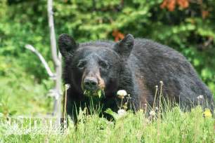 Hungry Bear – Spirit Tree Photography