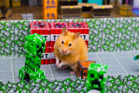 Funny Hamster Tries To Escape DIY Minecraft Maze Game: Full Adventure ...