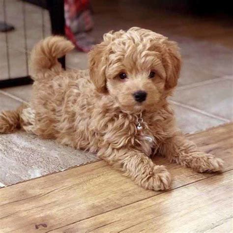 31 Cute Goldendoodle Puppies That Will Take Your Breath Away | FallinPets | Goldendoodle puppy ...