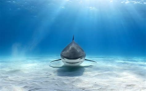 Cool Shark Screen Wallpapers - Top Free Cool Shark Screen Backgrounds - WallpaperAccess