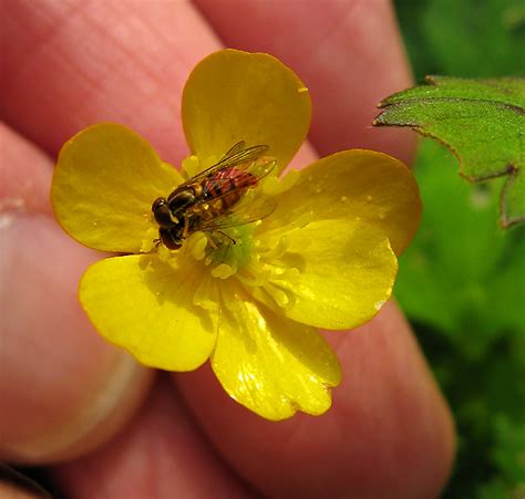 2 very small bees | Remembering Spring. | photoholic1 | Flickr