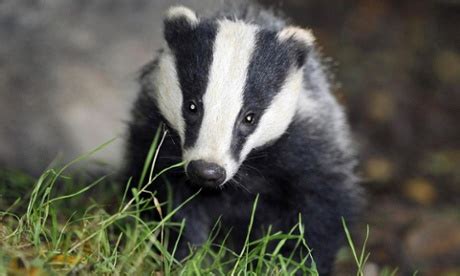 New round of English badger culls given go-ahead – Focusing on Wildlife