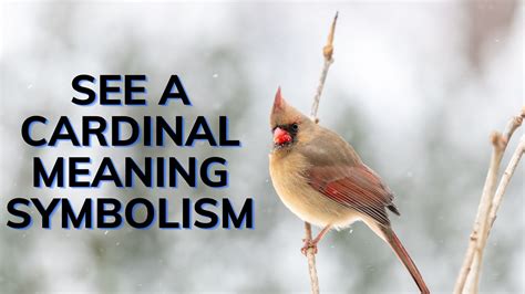 See A Cardinal Meaning Symbolism