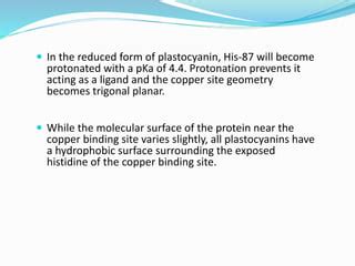 plastocyanin | PPT