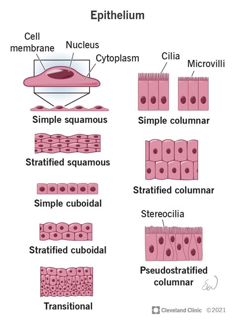 Epithelial Cell Model | My XXX Hot Girl