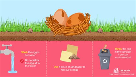 Egg Float Test: Is it a Myth? - The Happy Chicken Coop