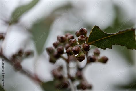 Australian gum tree leaves and gumnuts close up covered in water ...