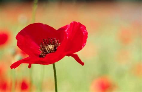 Remembrance Day in Australia