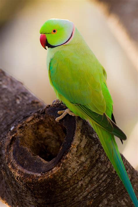 Baby Ring Neck Talking Parrot | ubicaciondepersonas.cdmx.gob.mx