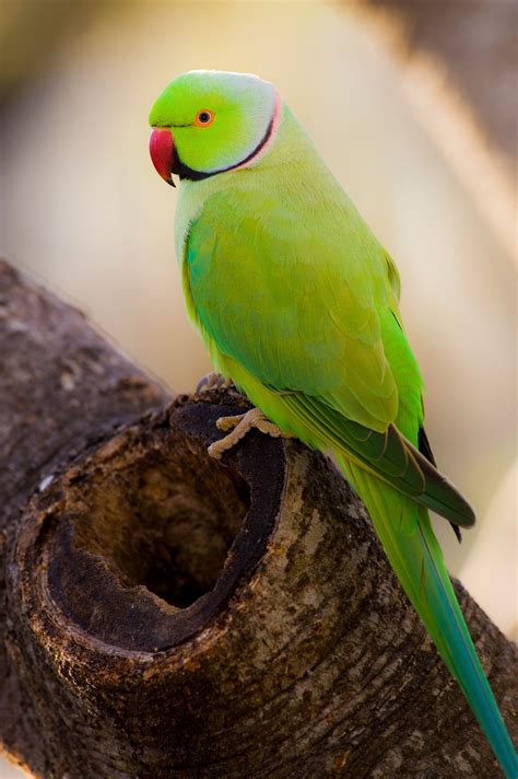 indian ringneck parrot for sale in uae - Amada Bourgeois