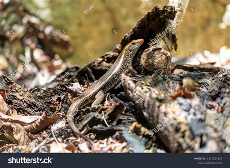 Madagascar Girdled Lizard Madagascar Plated Lizard Stock Photo ...