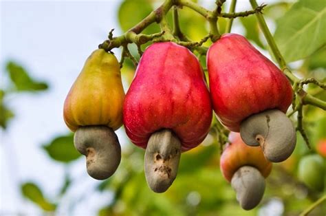 How to Grow a Cashew Tree | Growing Cashew Nuts