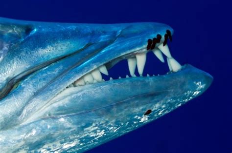 Barracuda Teeth: Sharp and Dangerous (Facts and Pictures)