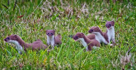 Stoat Full HD Wallpaper and Background Image | 2088x1080 | ID:550153