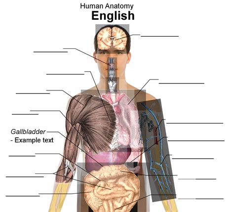 Human Anatomy The Digestive System | Learn EVERYTHING You Need To Know About Anatomy and ...