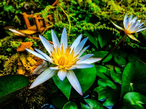 Yellow Water Lily · Free Stock Photo