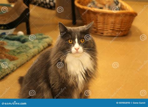 The serious cat. stock photo. Image of closeup, markings - 80986898