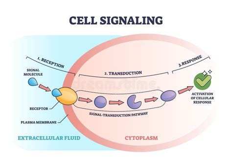 Gram Positive Versus Negative Cell Wall Structure Differences Outline Diagram Stock Vector ...