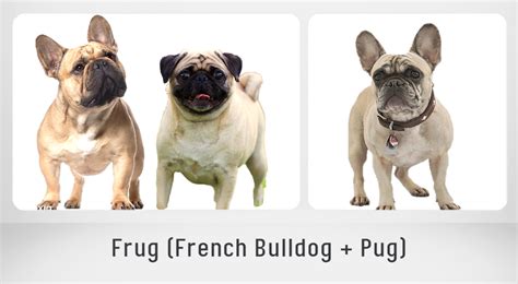 15 Most Popular French Bulldog Mix Dogs - PetHelpful