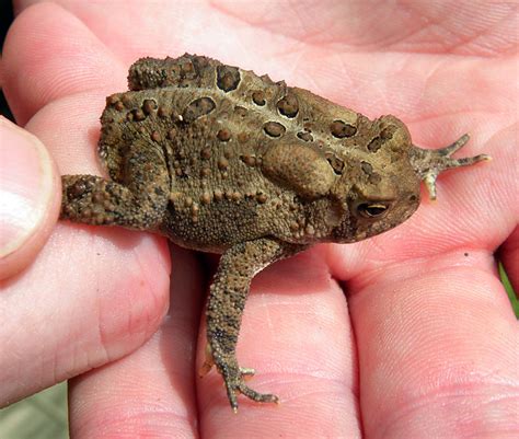 Eastern American Toad Facts and Pictures