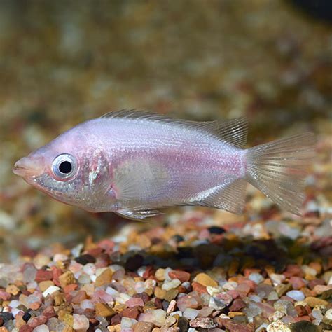 Kissing Gourami Group (Kisser Fish or Pink Kisser): Freshwater Aquarium Fish