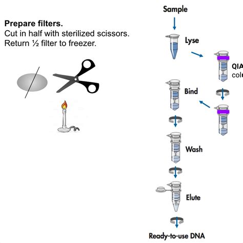 Qiagen Dna Extraction Kit