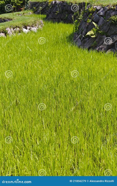 Rice plantation stock image. Image of land, foliage, plantation - 21856279