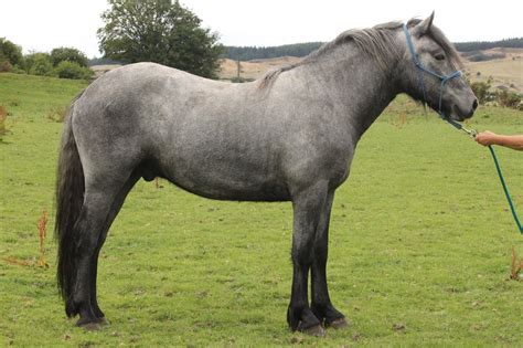 Diane Gabalan Outlander Highland Pony (garron) | Highland pony, Pony breeds, Pony