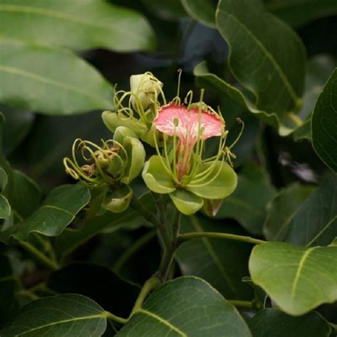 Afzelia xylocarpa : Makha tree